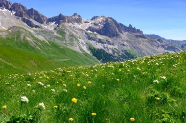 Alp otlaklarındaki renkli yabani çiçekler düzenli Col du Lautaret, yazın Fransız Alpleri