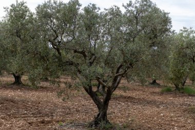 Alpilles bölgesinde yetişen zeytin ağaçları, Provence, Fransa. Yüksek kaliteli soğuk pres ekstra saf zeytinyağı üretimi.