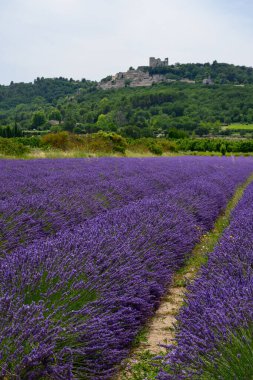 Fransa 'nın başkenti Luberon' da yaz aylarında çiçek açan mor lavanta, yeşil tarlalar ve Lacoste köylerine bakın.