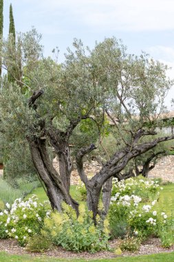 Alpilles bölgesinde yetişen zeytin ağaçları, Provence, Fransa. Yüksek kaliteli soğuk pres ekstra saf zeytinyağı üretimi.