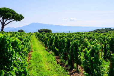 Güney Fransa 'nın Provence-Alpes-Cote d' Azur bölgesinde şarap üretimi bölümü, Saint Tropez kasabası yakınlarında üzüm bağları, cotes de Provence şarabı