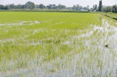 Camargue, Provence, Fransa 'da pirinç ekimi. Mayıs ayında organik tarım arazilerinde pirinç bitkileri yetişiyor