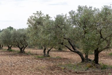 Alpilles bölgesinde yetişen zeytin ağaçları, Provence, Fransa. Yüksek kaliteli soğuk pres ekstra saf zeytinyağı üretimi.
