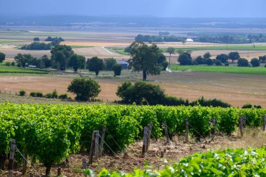 Pouilly-Fume adresli üzüm bağları, Sauvignon Blanc üzümlerinden yapılan kuru beyaz şaraplar, Fransa 'nın çeşitli topraklarında yetişen üzümler.
