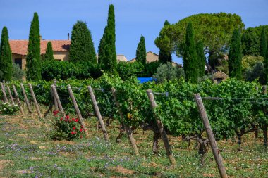 Chateauneuf du Pape adresli üzüm bağları. Toprakta büyüyen üzümler, geniş yuvarlak taşlar. Kürekler, kireç taşları, mezarlıklar, San.