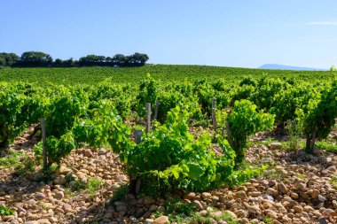 Chateauneuf du Pape adresli üzüm bağları. Toprakta büyüyen üzümler, geniş yuvarlak taşlar. Kürekler, kireç taşları, mezarlıklar, San.