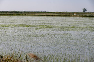 Camargue, Provence, Fransa 'da pirinç ekimi. Mayıs ayında organik tarım arazilerinde pirinç bitkileri yetişiyor