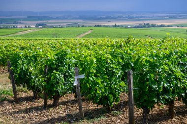 Pouilly-Fume adresli üzüm bağları, Sauvignon Blanc üzümlerinden yapılan kuru beyaz şaraplar, Fransa 'nın çeşitli topraklarında yetişen üzümler.