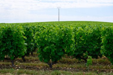 Pouilly-Fume adresli üzüm bağları, Sauvignon Blanc üzümlerinden yapılan kuru beyaz şaraplar, Fransa 'nın çeşitli topraklarında yetişen üzümler.