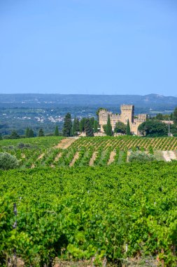 Chateauneuf du Pape adresli üzüm bağları. Toprakta büyüyen üzümler, geniş yuvarlak taşlar. Kürekler, kireç taşları, mezarlıklar, San.