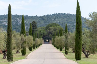 Yazın Provencal şato selvisi ve zeytin ağaçları sokağı.