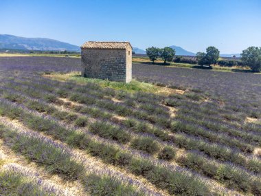 Yaz aylarında çiçek açan mor lavanta, buğday tarlaları ve yeşil ağaçlarla Valensole Platosu 'nu izleyin.