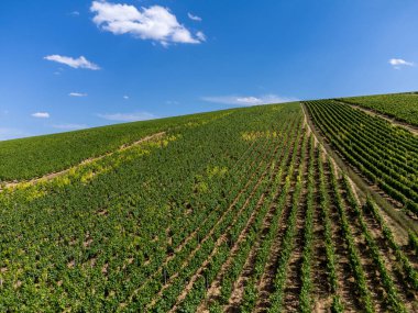 Sancerre adından üzüm bağları, Sauvignon Blanc üzümünden yapılan kuru beyaz şarap Loire nehrinin yamaçlarında farklı toprak türleri üzerinde yetişiyor, Fransa