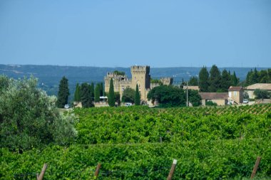 Chateauneuf du Pape adresli üzüm bağları. Toprakta büyüyen üzümler, geniş yuvarlak taşlar. Kürekler, kireç taşları, mezarlıklar, San.