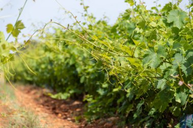 Fransız kırmızı ve kırmızı şarap üzümleri sıra sıra, Costieres de Nimes AOP alanı veya şato üzüm bağları yaz mevsimi, Fransa