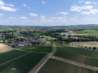 Maconnaise 'in yeşil üzüm bağları. Fransa' nın Macon kenti yakınlarındaki Burgundy 'de şarap üretimi.