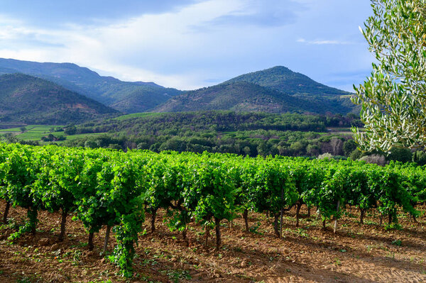 View on green grand cru vineyards Cotes de Provence, production of dry rose wine near Grimaud village, Var, France