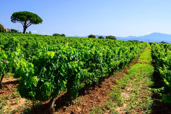 Chateauneuf Pape Adresli Üzüm Bağları Toprakta Büyüyen Üzümler Geniş Yuvarlak — Stok fotoğraf