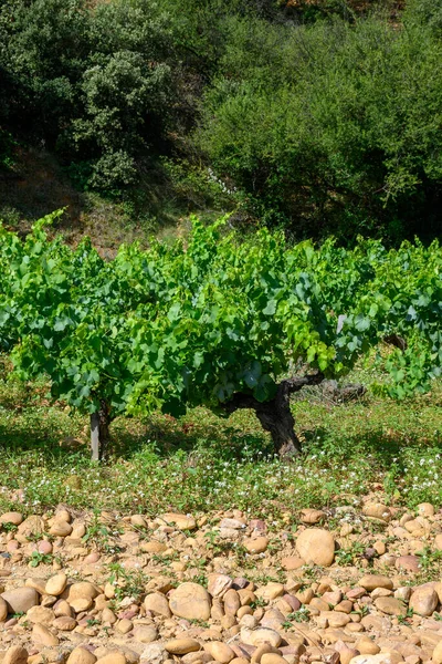 用葡萄种植在有圆形大石碑 石榴石 山的土地上的纸杯葡萄园 — 图库照片