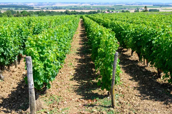 ポイリー フュームのワイン造り さまざまな種類の土壌で栽培されているソヴィニヨン ブランブドウから乾燥した白ワインを作る — ストック写真