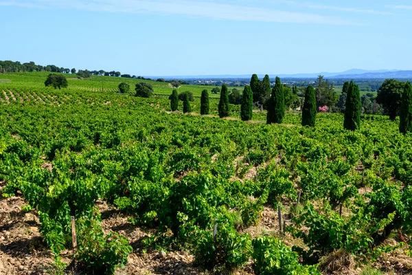 Vineyards Chateauneuf Pape Appelation Grapes Growing Soils Large Rounded Stones — Stock Photo, Image