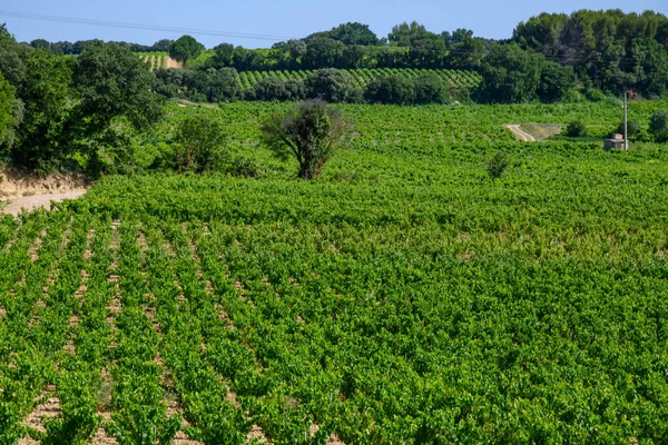Vineyards Chateauneuf Pape Appelation Grapes Growing Soils Large Rounded Stones — Stock Photo, Image