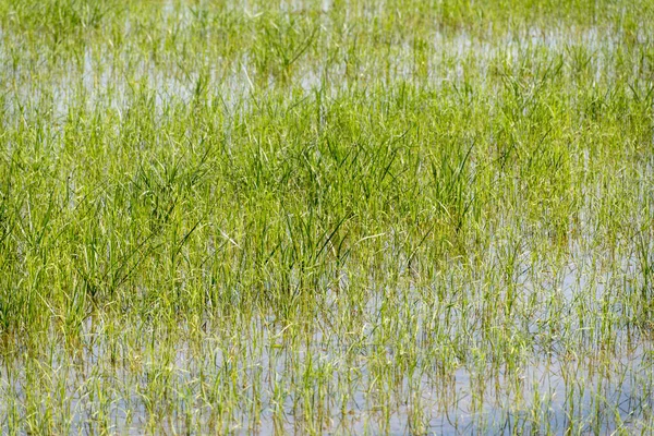 Camargue, Provence, Fransa 'da pirinç ekimi. Mayıs ayında organik tarım arazilerinde pirinç bitkileri yetişiyor