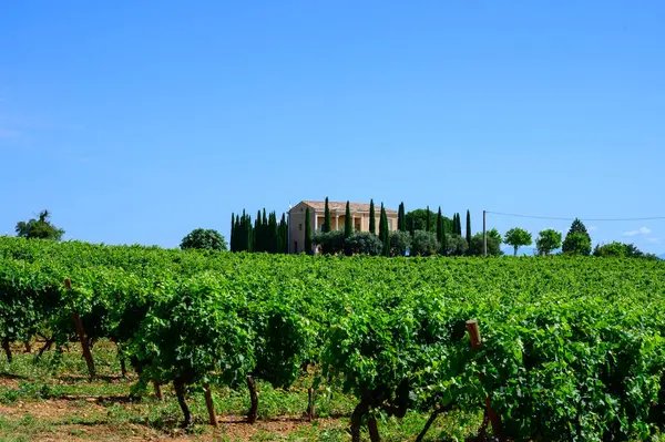 Chateauneuf du Pape adresli üzüm bağları. Toprakta büyüyen üzümler, geniş yuvarlak taşlar. Kürekler, kireç taşları, mezarlıklar, San.