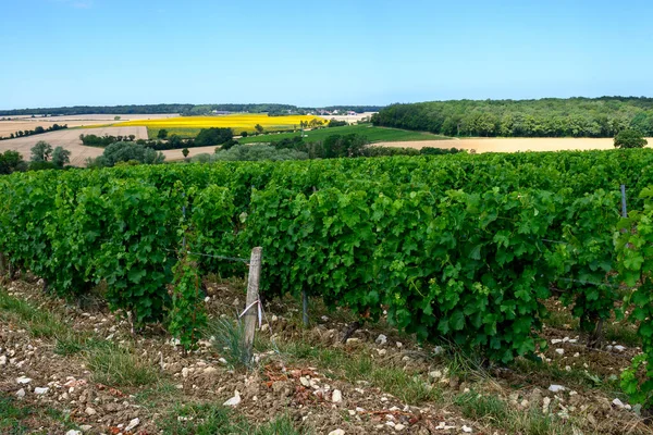 Vinodlingar Pouilly Fume Appellation Framställning Torrt Vitt Vin Från Sauvignon — Stockfoto