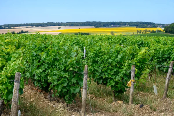 Vinice Označením Pouilly Fume Výroba Suchého Bílého Vína Sauvignon Blanc — Stock fotografie