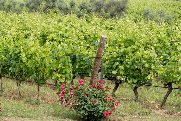法国东南部Provence Alpes Cote Azur地区Var省的酿酒业 圣特罗维茨镇附近的葡萄园和普罗旺斯湾酿酒业 — 图库照片