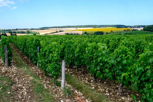 Vinodlingar Pouilly Fume Appellation Framställning Torrt Vitt Vin Från Sauvignon — Stockfoto