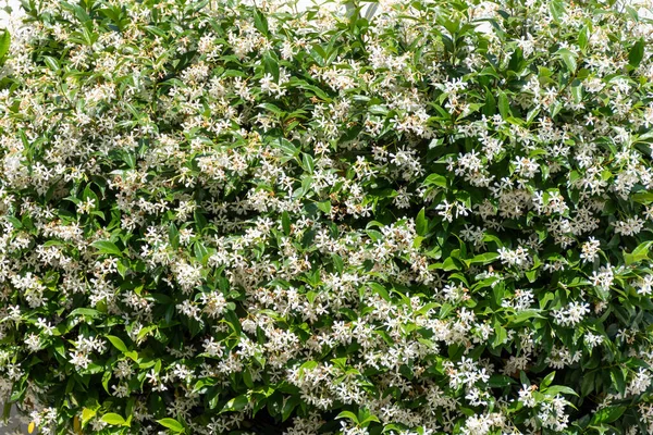 Botanische Sammlung Von Heil Und Kletterpflanzen Jasminum Officinale Jasminpflanze Blüte — Stockfoto