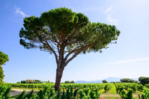 Chateauneuf du Pape adresli üzüm bağları. Toprakta büyüyen üzümler, geniş yuvarlak taşlar. Kürekler, kireç taşları, mezarlıklar, San.