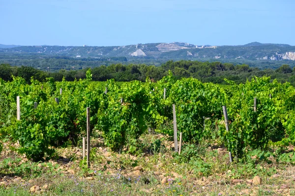 Vineyards Chateauneuf Pape Appellation Grapes Growing Soils Large Rounded Stones — Stock Photo, Image