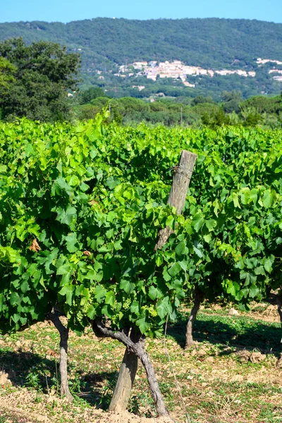グリーン グランド クルーズ ブドウ園を見る プロヴァンス ラマツェレ村近くのドライバローズワインの生産 ヴァル フランス — ストック写真