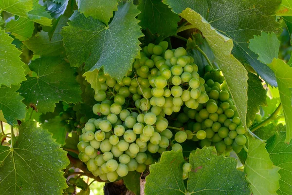 Vue Sur Les Vignobles Verts Grand Cru Côtes Provence Production — Photo