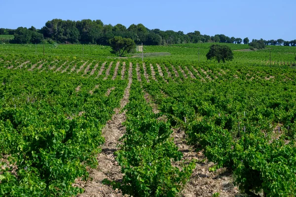Chateauneuf Pape Üzüm Bağları Toprakta Büyüyen Üzümler Kürekler Kireç Taşları — Stok fotoğraf