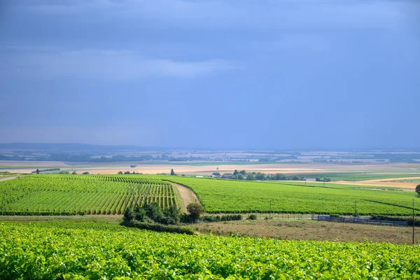波依富美酒的葡萄园 用生长在不同土壤中的沙维翁白葡萄酿制干白葡萄酒 — 图库照片