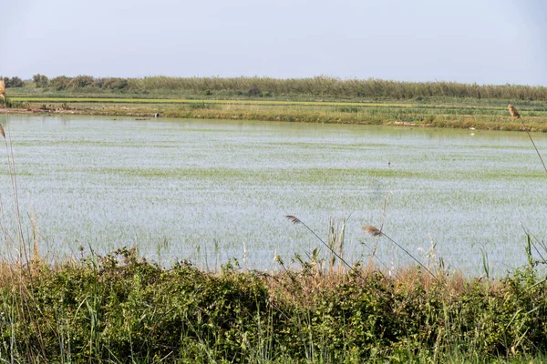 Camargue, Provence, Fransa 'da pirinç ekimi. Mayıs ayında organik tarım arazilerinde pirinç bitkileri yetişiyor