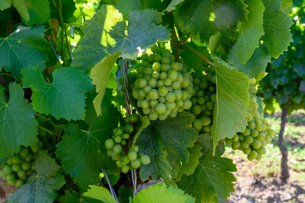 法国瓦尔市Ramatuelle村附近的绿色大葡萄种植园Cotes Provence的景观 生产干玫瑰酒 — 图库照片