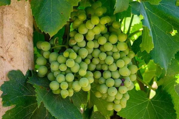 Vignobles Châteauneuf Pape Appellation Avec Des Raisins Poussant Sur Des — Photo