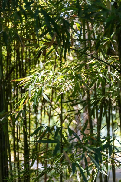 日光の下で竹林に葉を持つ緑の竹の木 — ストック写真