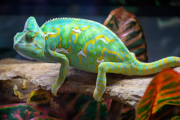 Colourful chamaeleo calyptratus reptile close-up for sale in zoo shop