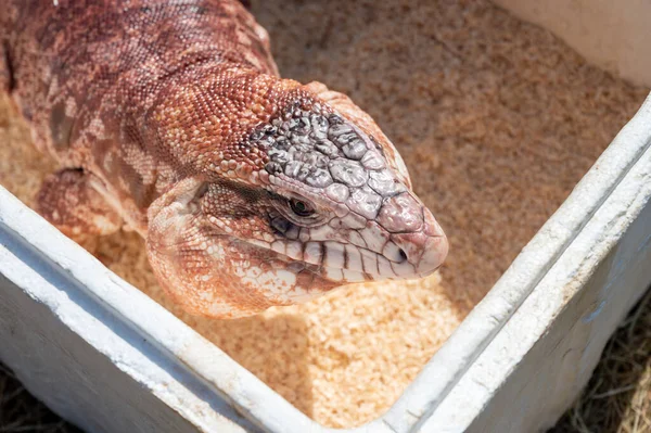Big Argentinian red tegu lizard Salvator rufescens common in exotic pet trade