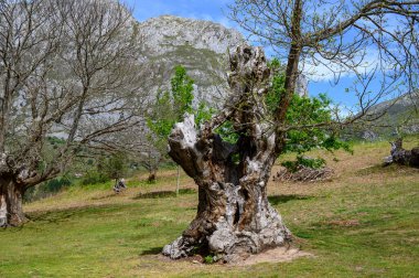 Yüzyıllık kestane ağacı gövdeleri Cantabria, İspanya 'nın Cantabria dağlarının yamaçlarında yetişiyor..