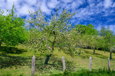 Asturias 'taki elma ağaçları, bahardaki beyaz elma ağaçları, Asturias' taki ünlü elma şarabı üretimi, Comarca de la Sidra bölgesi, İspanya.