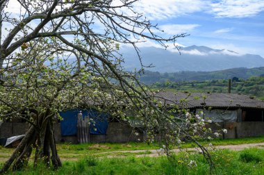 Asturias 'taki elma ağaçları, bahardaki beyaz elma ağaçları, Asturias' taki ünlü elma şarabı üretimi, Comarca de la Sidra bölgesi, İspanya.