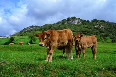 Kahverengi Asturian inekleri, yeşil çayır üzerinde küçük buzağıları olan sığırlar, Picos de Europe, Los Arenas, Asturias, İspanya, kapatın.