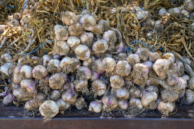 Yeni organik aromatik sarımsak hasadı küçük Piolenc köyü, Vaucluse, Provence, Fransa